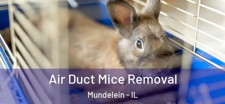  Air Duct Mice Removal Mundelein - IL